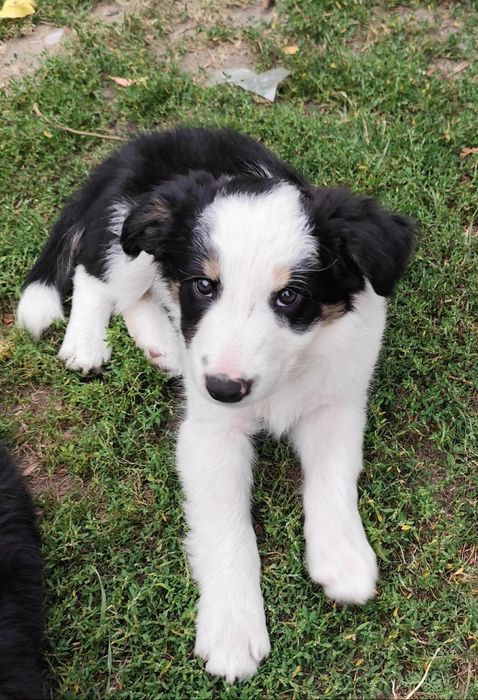 Border Collie Gotowe do Odbioru.