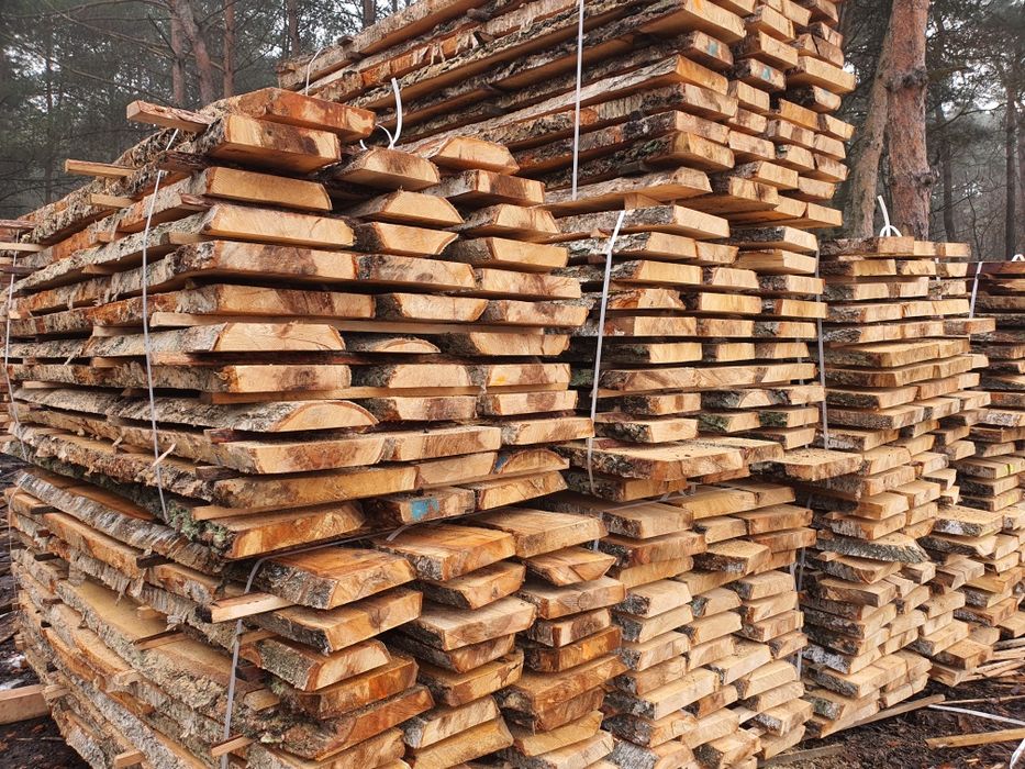 Tarcica brzozowa, brzoza