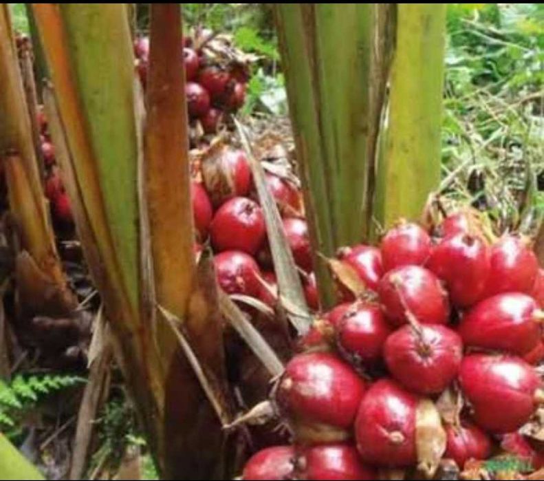 Pimenta-da-Costa (Grãos-do-Paraíso) – Sementes Naturais