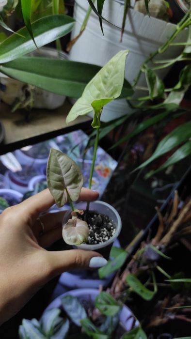 Монстера вариегатная, филодендрон, сингониум ,