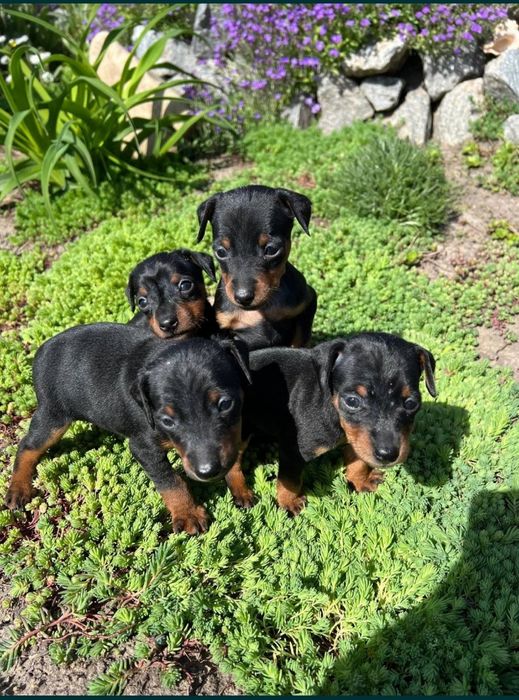 Вязка цвергпинчер