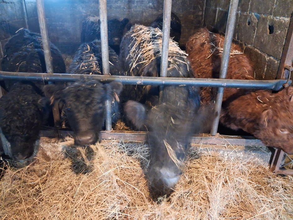 Byczki jałówki  odsadki angus