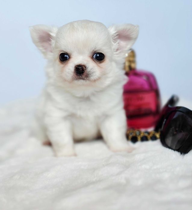Chihuhaha Radosław miniaturowy samiec cena niższa