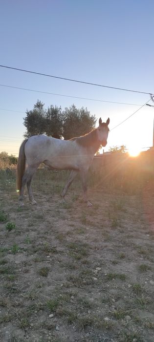 Égua PSL Veiga letra Q montada