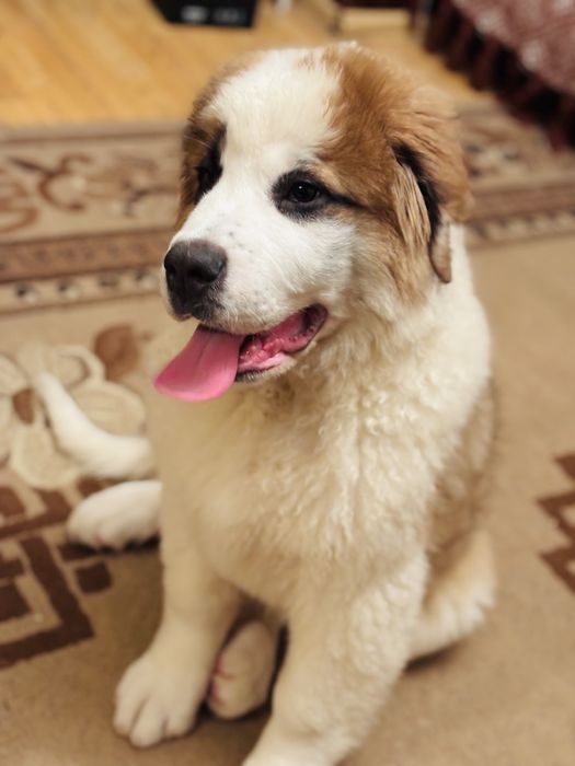 Дівчинка сенбернар