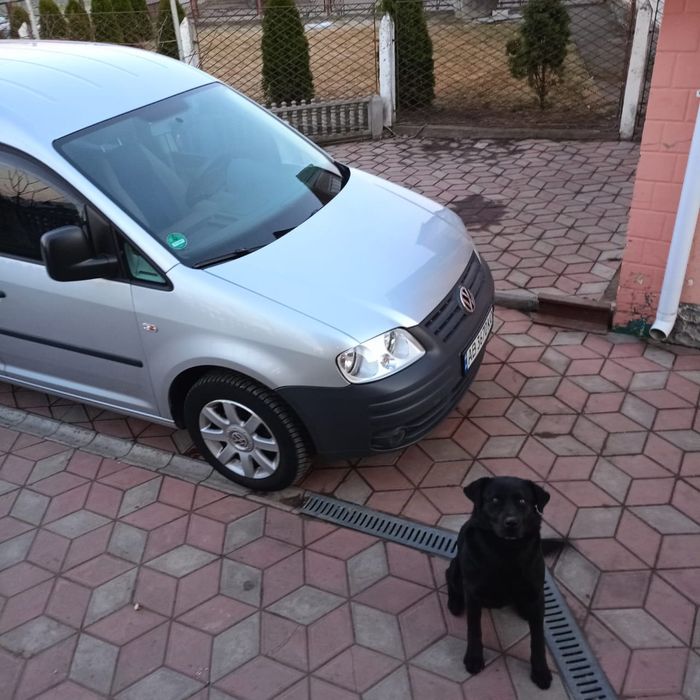 Віддам у добрі руки Лабрадора