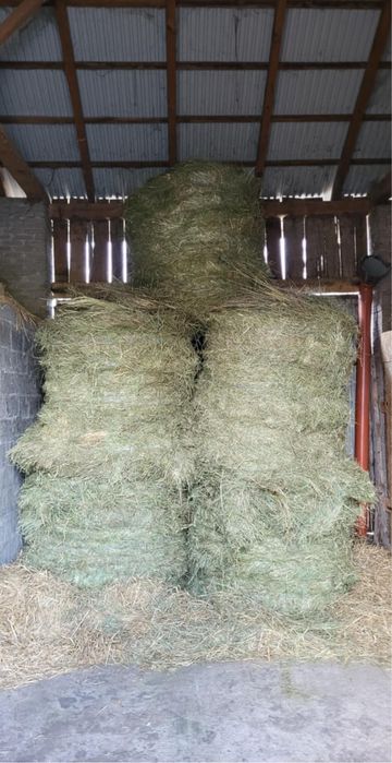 Siano tegoroczne suche