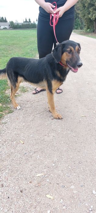 Wiktorek pies do adopcji