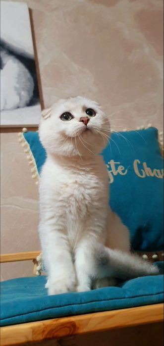 срібляста шиншила висловухий котик
