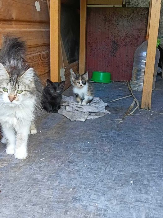 Котята бесплатно