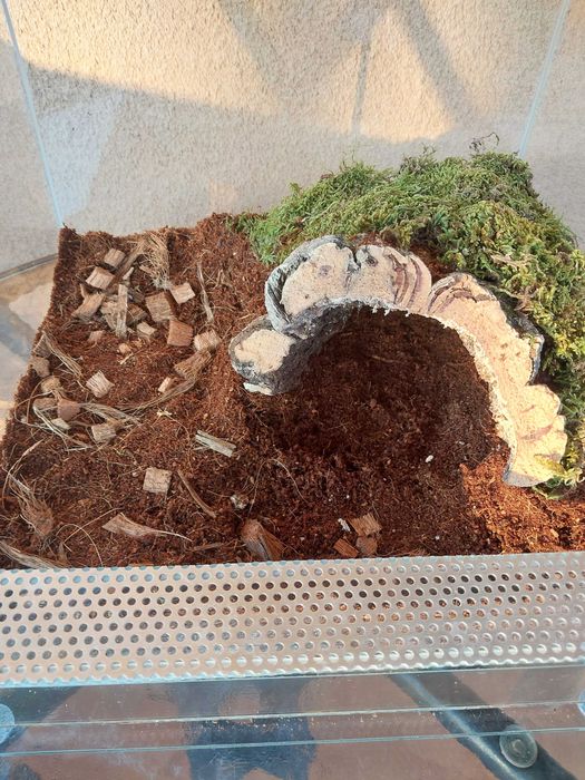 Ptasznik Pająk Theraphosa apophysis samica z terraraium