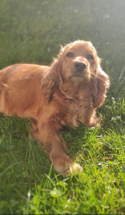 Cockapoo pudel toy ostatni chłopiec