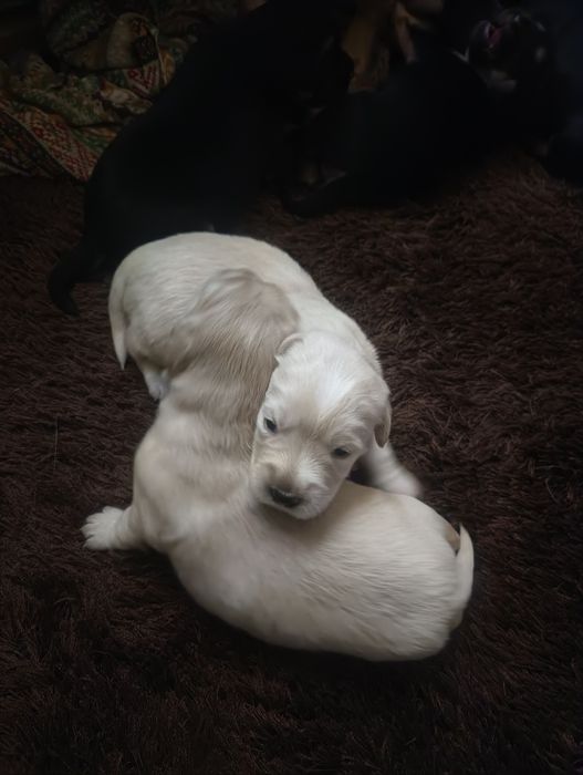 Oddam siedem małych szczeniąt