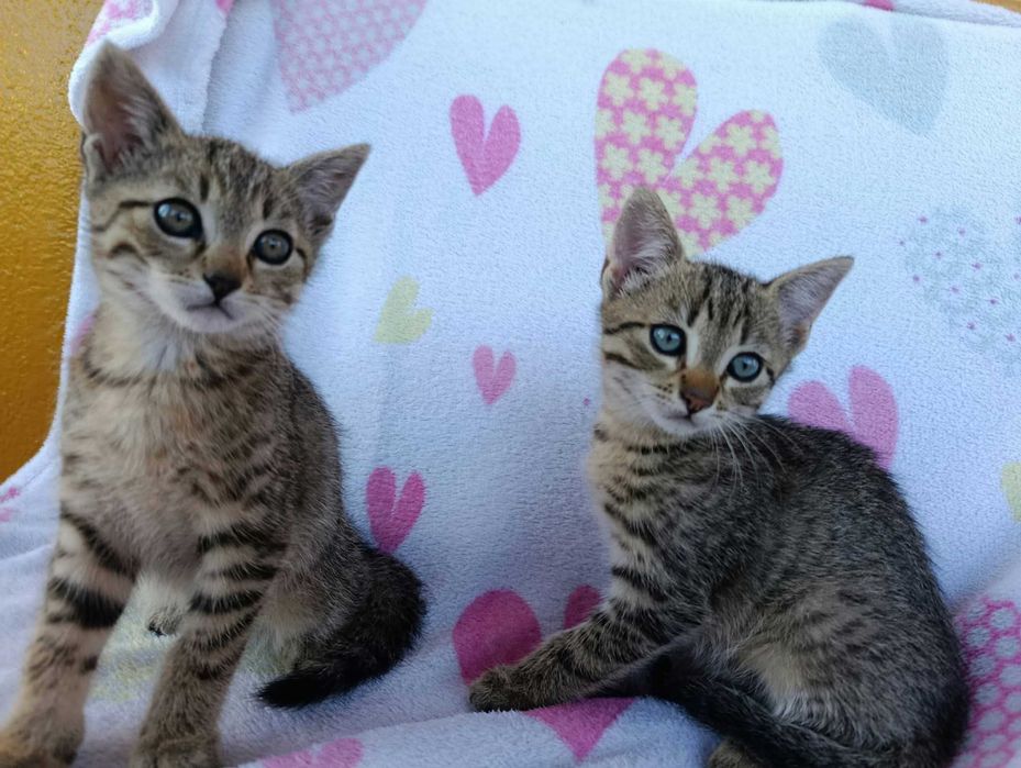 Kocurek do adopcji