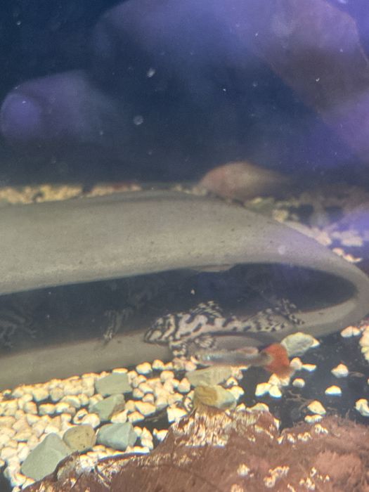 Hypancistrus L236 Super White 3-10cm