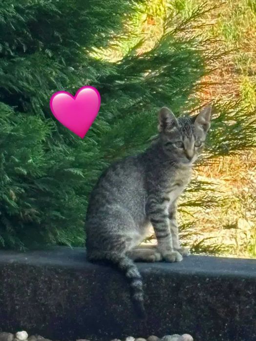 Gatinhos bebés para adoção responsável