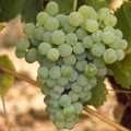 Venda de Uvas - Douro