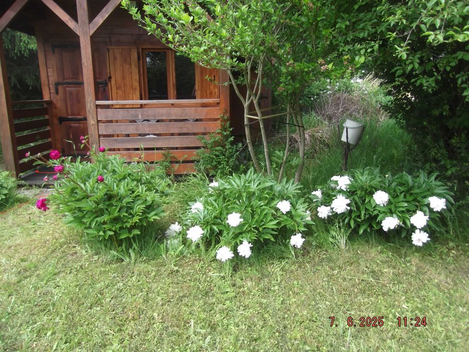 Ogrodki dzilkowe ROD - Widok 2
