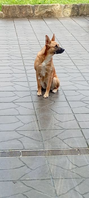 Cadelinha para adoção responsável/ Kira