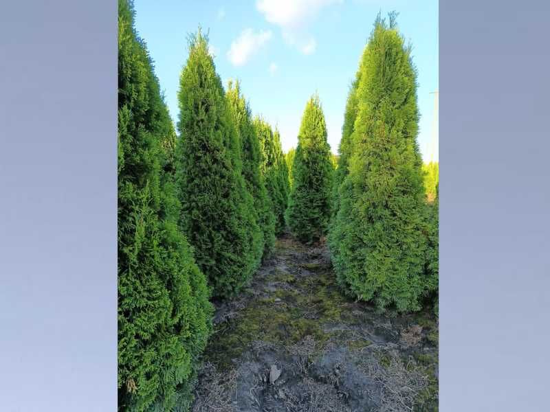 Okazja!!! Tuja SZMARAGD