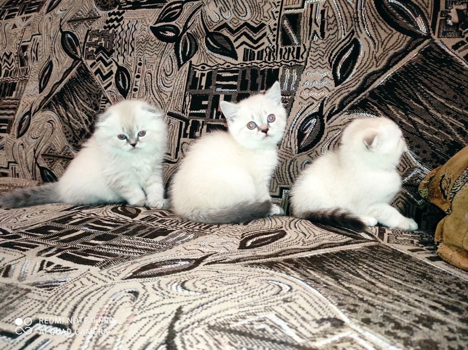Шотландськие котята Скоттиш фолд и страйт линкс поинт