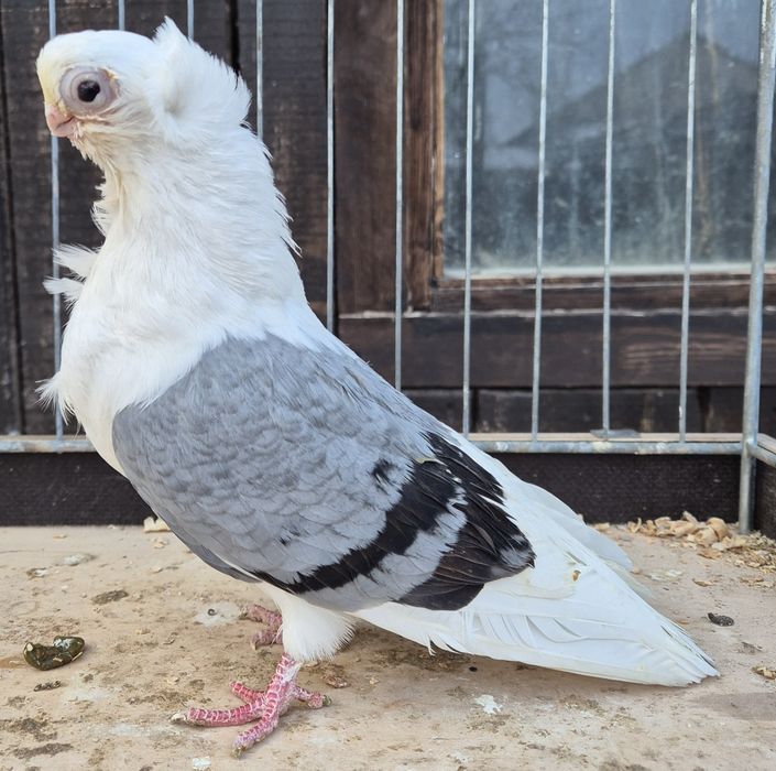 Mewki/ mewek niebieski