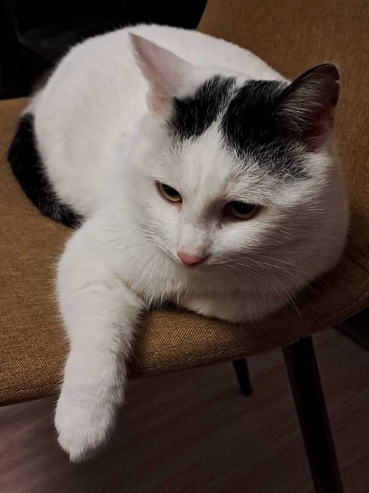 Dorosły kocurek szuka domu