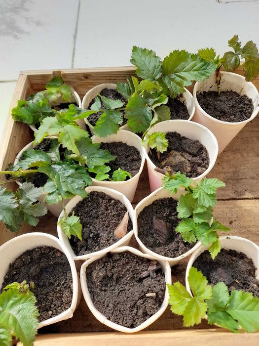 Rebentos de Framboesa