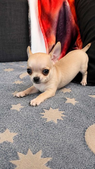 Chihuahua miniatura