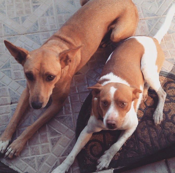 passeio de cães / dog walking - pet sitting (Massamá)