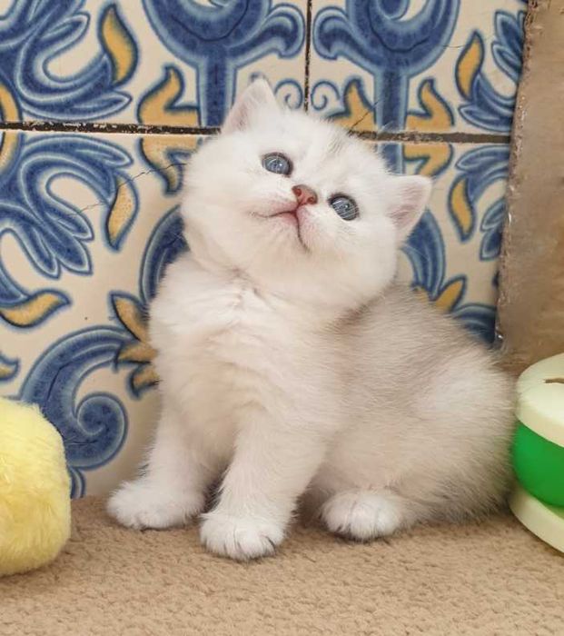 Gatinha British Shorthair
