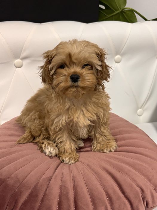 Cavapoo pudel toy suczka do odbioru !