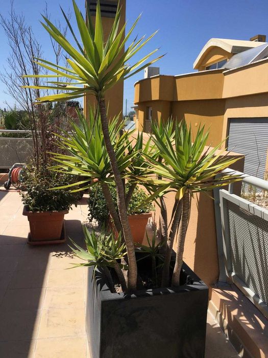 Vasos gigantes com Yucca altas