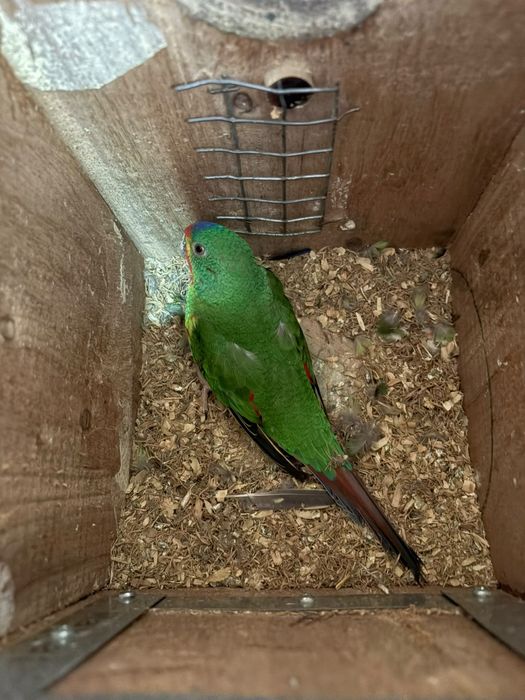 Casais de aves reprodutoras