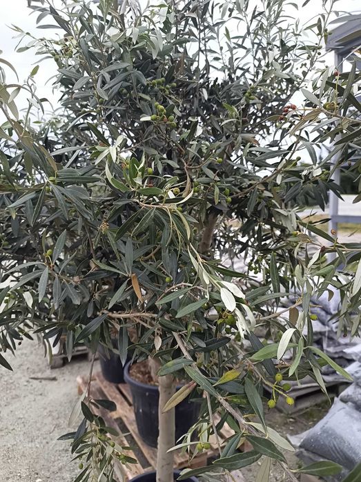 Oliwka Europejska Drzewo Oliwne Olea Europaea Cipressino dostawa !!