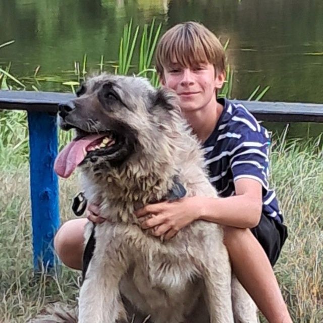 Кавказька вівчарка,степова