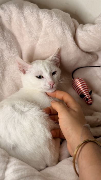 Gatinhos para Adoção muito responsável