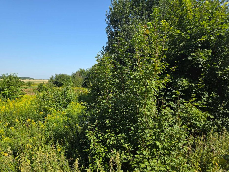 Ділянка на Трасі  Львів - Самбір 1-ша лінія 50 соток