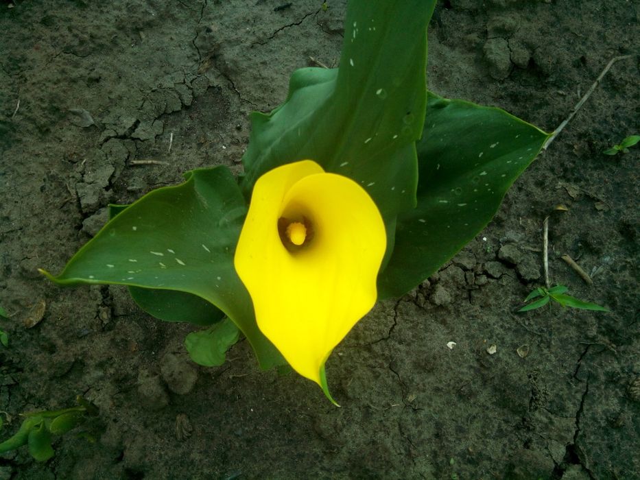 Калла цветущаяся . ( и луковицы.)