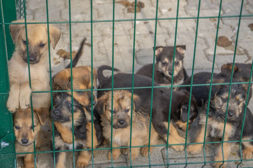 Szczenięta do adopcji , pilny apel o domy