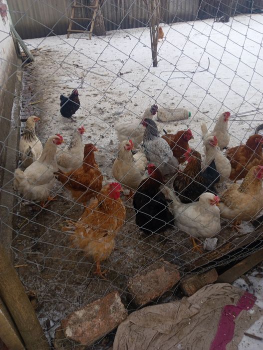 Кури 16 місяців породисті півень брама