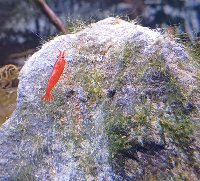 Krewetki red cherry neocaridina