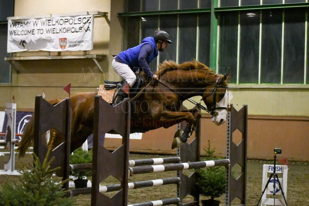 Stanówka ogierem Oraia Othello KWPN licencja PZHK / AES