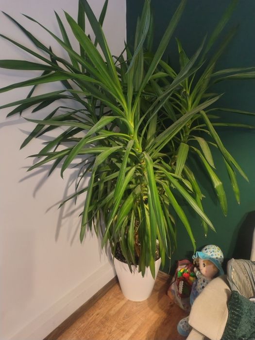 Juka ok 1,8m możliwy transport