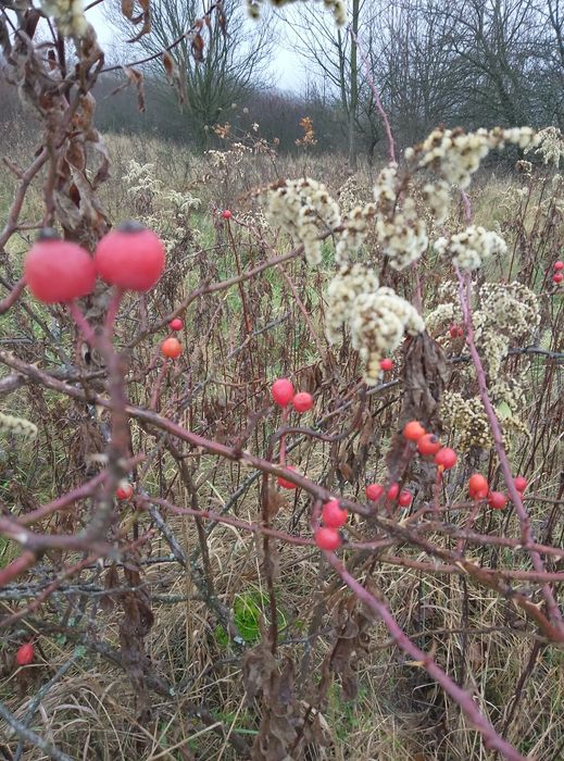 Owoce suszone głogu naturalne
