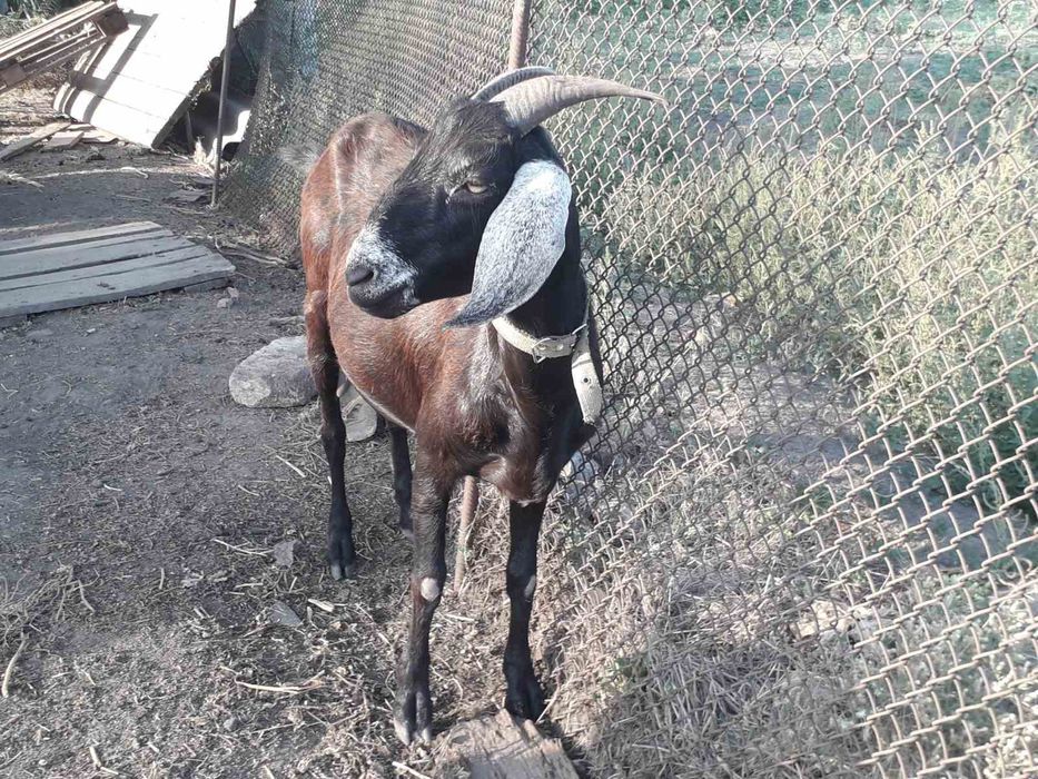 Продам коз Англонубійської породи.