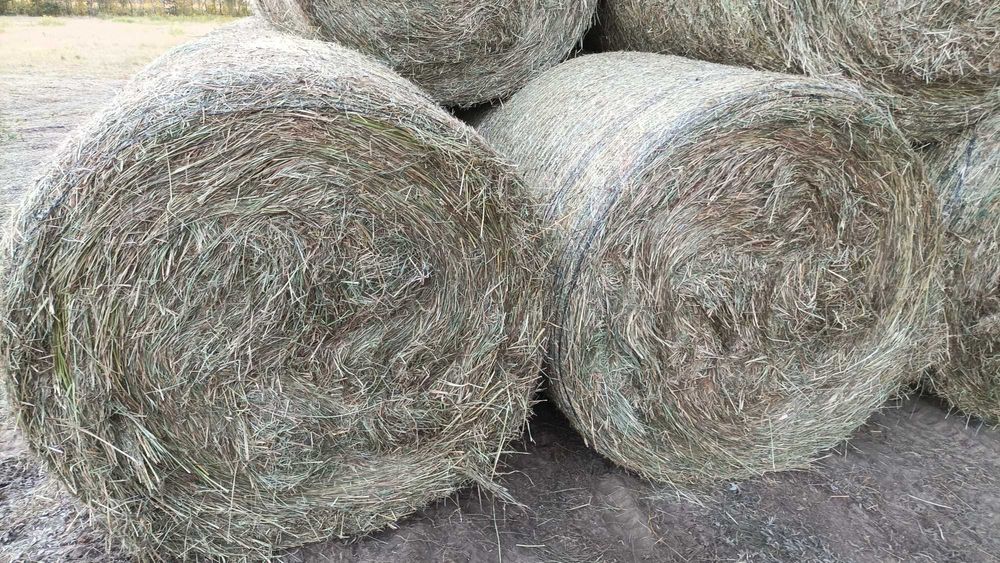 Siano łąkowe idealne dla Twoich zwierząt, baloty 120