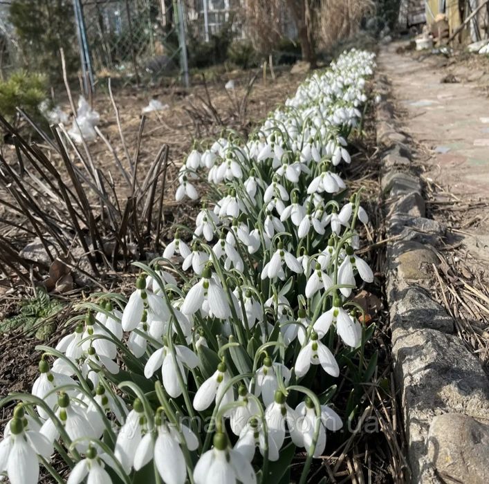 Перші квіти весни