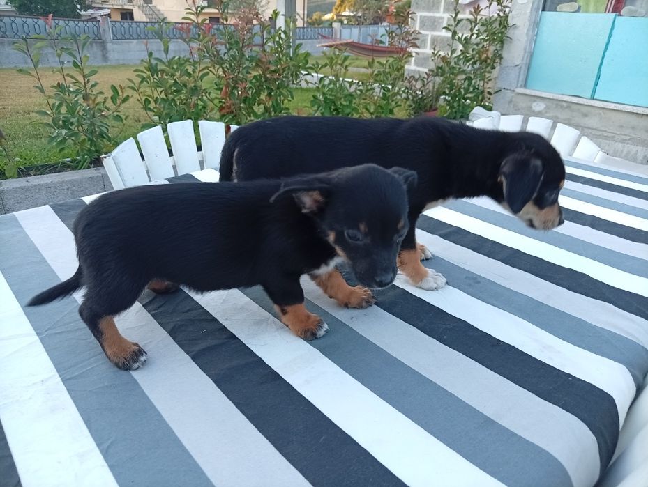 Adoção responsável de cães bebes