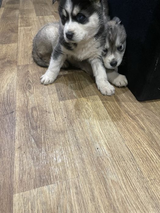 Щенки хаски ,девочка